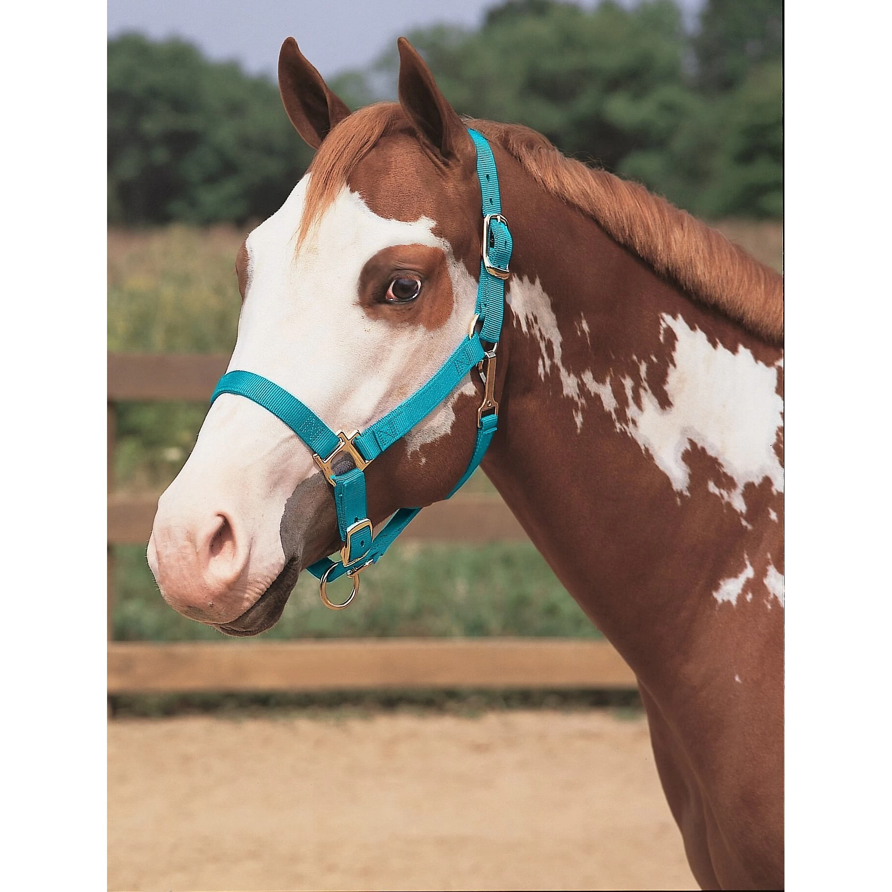 Weaver Leather Basic Adjustable Nylon Horse Halter 2 Weaver Leather Basic Adjustable Nylon Horse Halter - Image 2