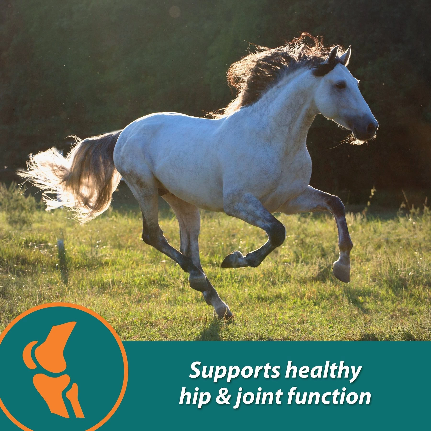 Farnam Next Level Performance Butter Flavor Pellets Horse Supplement 2 Farnam Next Level Performance Butter Flavor Pellets Horse Supplement - Image 2