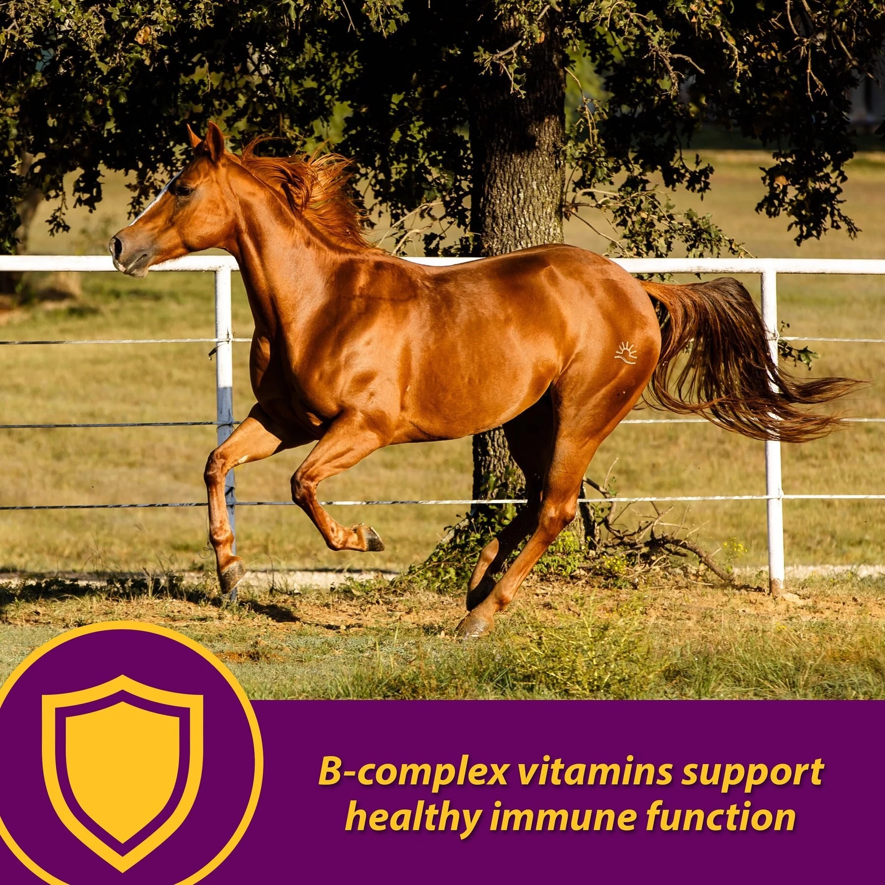 Horse Health Products Red Cell Iron Rich Vitamins & Minerals Liquid Horse Supplement 2 Horse Health Products Red Cell Iron Rich Vitamins & Minerals Liquid Horse Supplement - Image 2