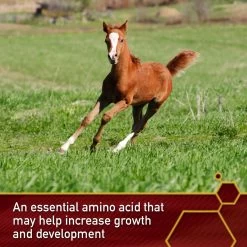 Vita Flex Pro Pure Lysine Amino Acid Powder Horse Supplement 151 Day Supply, 4-lb Bucket -Horse Supplies Shop 165308 PT3. AC SS1800 V1644973051