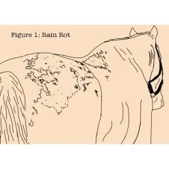 Absorbine Fungasol Fungal Treatment Horse Spray 7 Absorbine Fungasol Fungal Treatment Horse Spray -Horse Supplies Shop 199494 PT2. AC SS1800 V1685131783