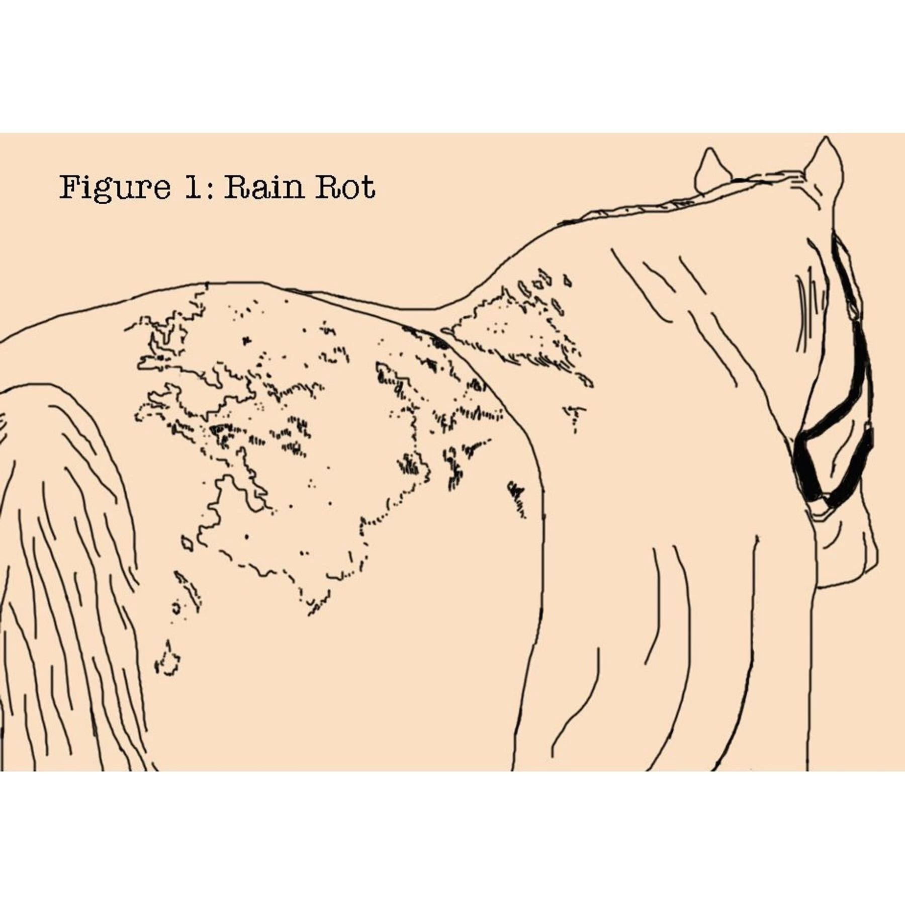 Absorbine Fungasol Fungal Treatment Horse Spray 3 Absorbine Fungasol Fungal Treatment Horse Spray - Image 3