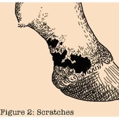 Absorbine Fungasol Fungal Treatment Horse Spray 8 Absorbine Fungasol Fungal Treatment Horse Spray -Horse Supplies Shop 199494 PT3. AC SS1800 V1685131783