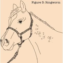 Absorbine Fungasol Fungal Treatment Horse Spray 9 Absorbine Fungasol Fungal Treatment Horse Spray -Horse Supplies Shop 199494 PT4. AC SS1800 V1685131783