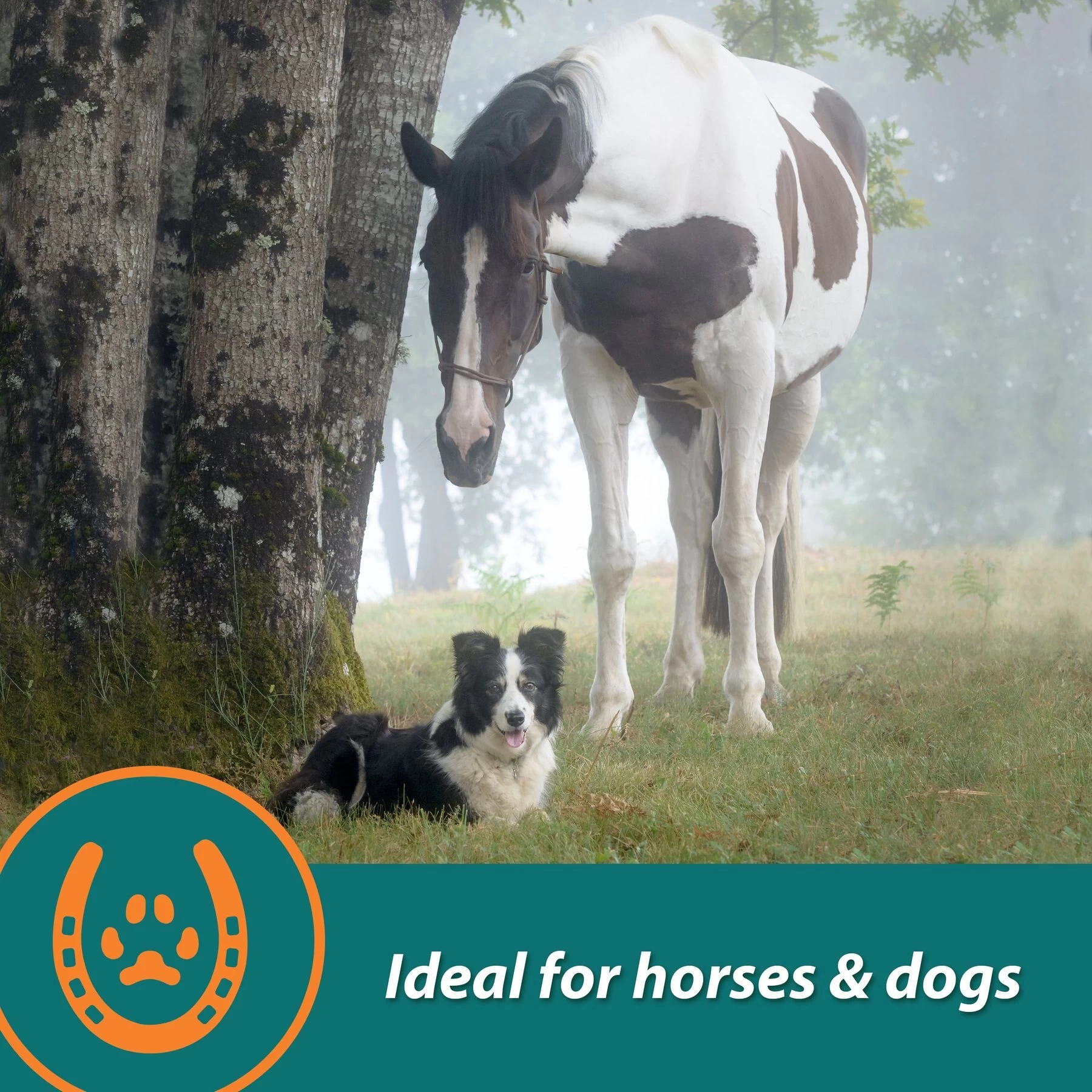 Farnam Next Level Joint Pellets Dog & Horse Supplement, 1.875-lb Jar 6 Farnam Next Level Joint Pellets Dog & Horse Supplement, 1.875-lb Jar - Image 6