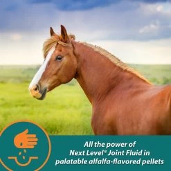 Farnam Next Level Joint Pellets Dog & Horse Supplement, 1.875-lb Jar 8 Farnam Next Level Joint Pellets Dog & Horse Supplement, 1.875-lb Jar -Horse Supplies Shop 202470 pt2. AC SS1800 V1569350619