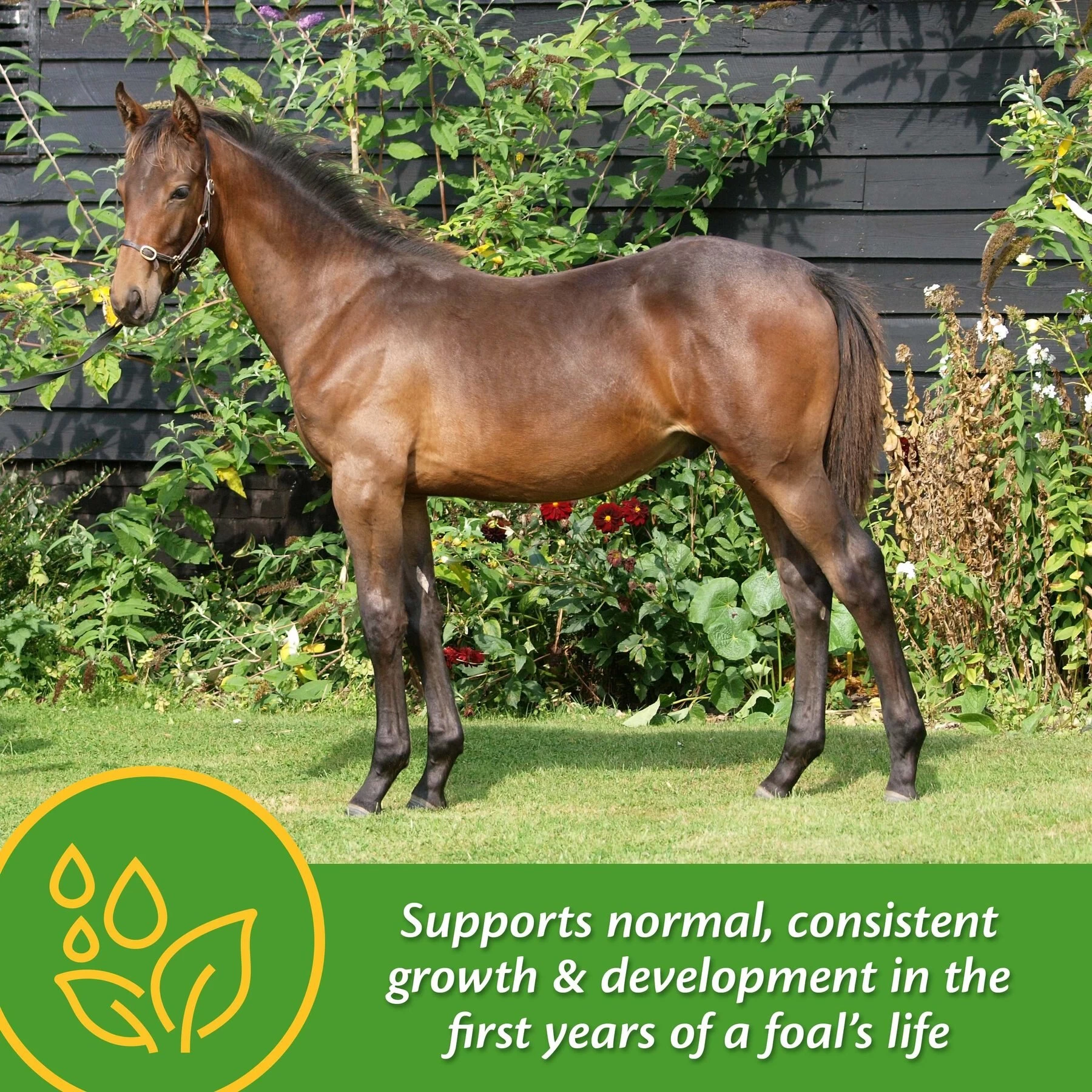 Farnam Grow Colt Growth & Development Pellets Horse Supplement 3 Farnam Grow Colt Growth & Development Pellets Horse Supplement - Image 3