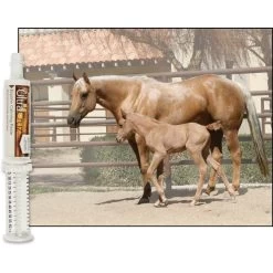 UltraCruz Calming Paste Horse Supplement, 60-mL Syringe 7 UltraCruz Calming Paste Horse Supplement, 60-mL Syringe -Horse Supplies Shop 211024 PT3. AC SS1800 V1701362501
