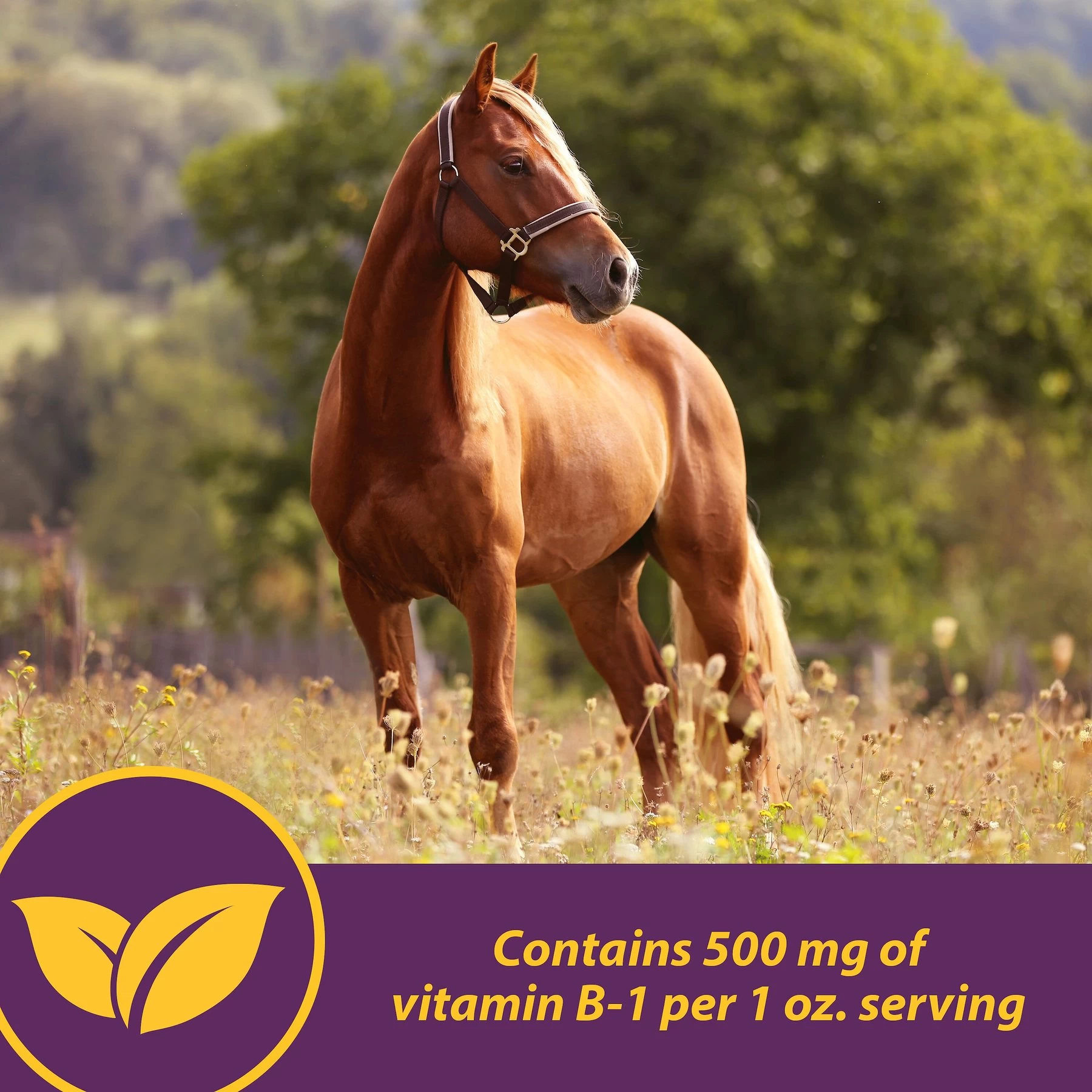 Horse Health Products Vita B-1 Crumbles For Optimal Muscle & Metabolism Support Horse Supplement 4 Horse Health Products Vita B-1 Crumbles For Optimal Muscle & Metabolism Support Horse Supplement - Image 4