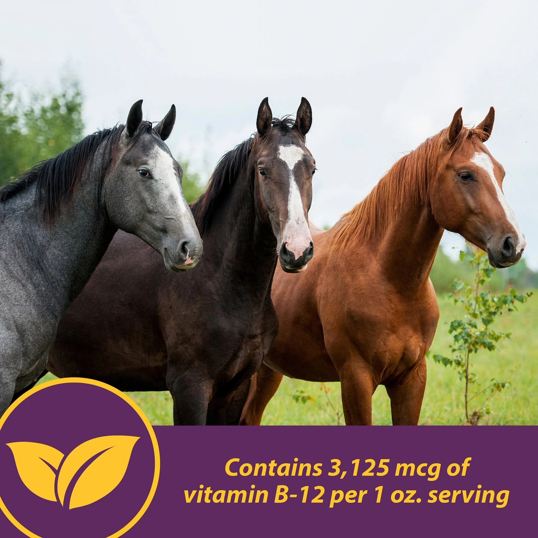 Horse Health Products Vita B-12 Crumbles Horse Vitamin Supplement, 3-lb Bucket 4 Horse Health Products Vita B-12 Crumbles Horse Vitamin Supplement, 3-lb Bucket - Image 4
