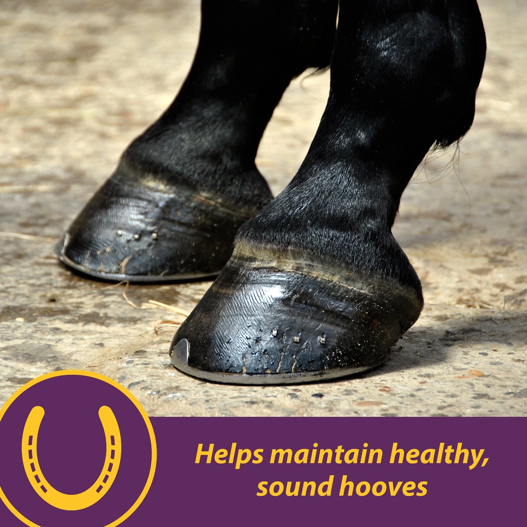 Horse Health Products Vita Biotin Crumbles, Supports Proper Hoof Health In Horses 20 Pounds 2 Horse Health Products Vita Biotin Crumbles, Supports Proper Hoof Health In Horses 20 Pounds - Image 2