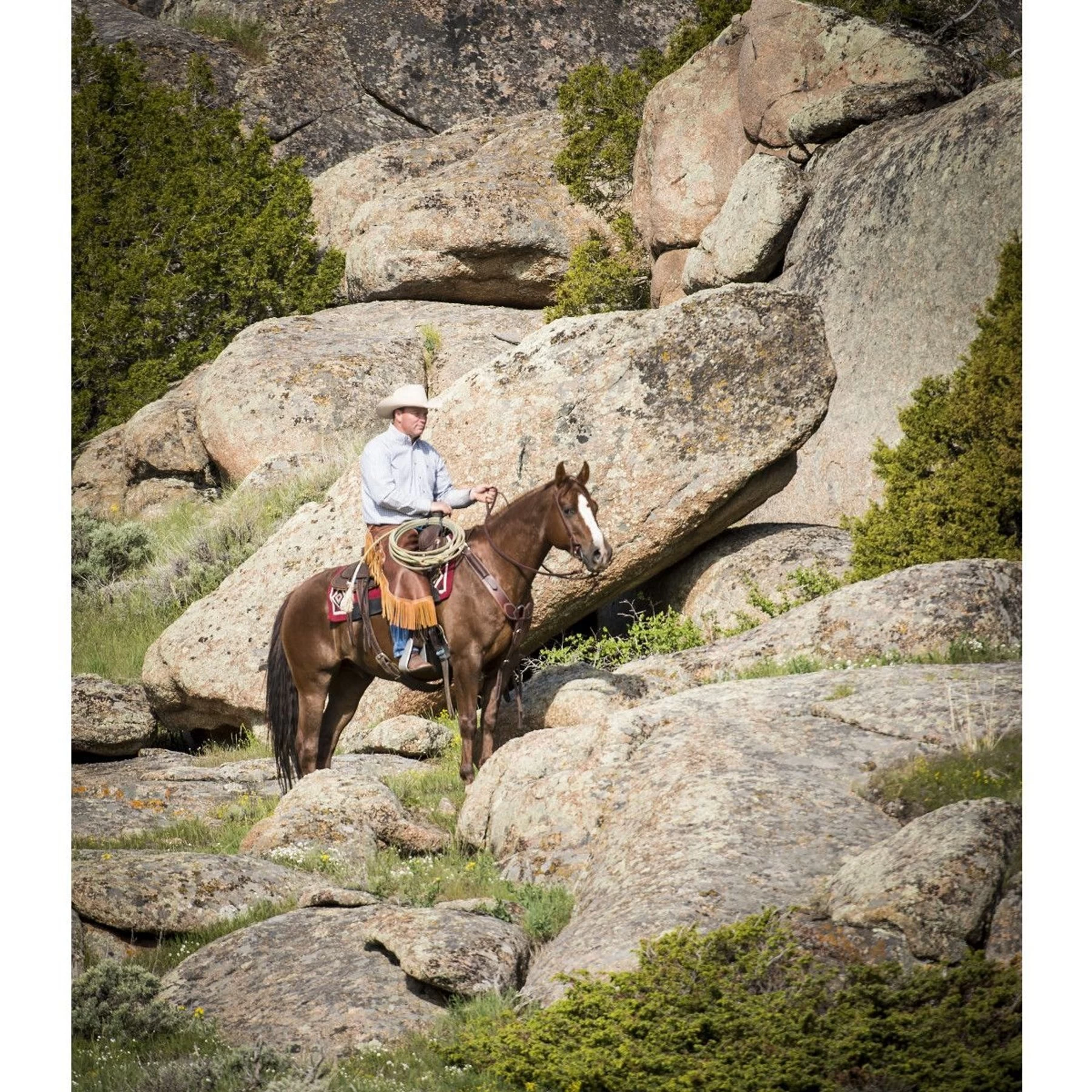 Weaver Leather AirFlex Roper Cinch & Roll Snug Horse Cinch Buckle 7 Weaver Leather AirFlex Roper Cinch & Roll Snug Horse Cinch Buckle - Image 7