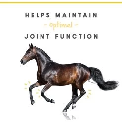 Corta-Flx Powder Joint & Connective Tissue Support Horse Supplement, 8-lb Bucket -Horse Supplies Shop 233892 PT3. AC SS1800 V1632955278