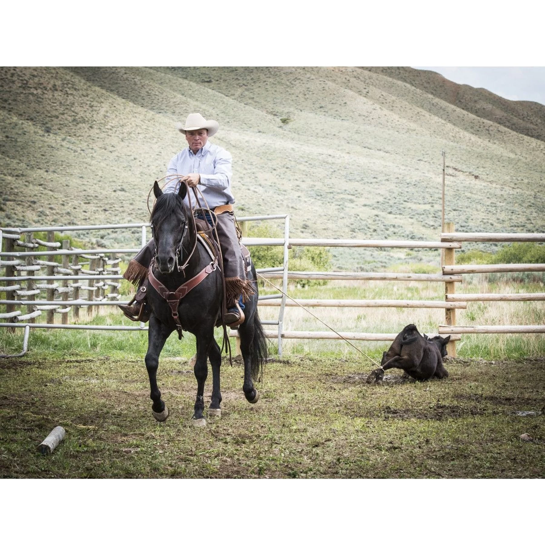 Weaver Leather Working Tack Roper Horse Breast Collar 2 Weaver Leather Working Tack Roper Horse Breast Collar - Image 2