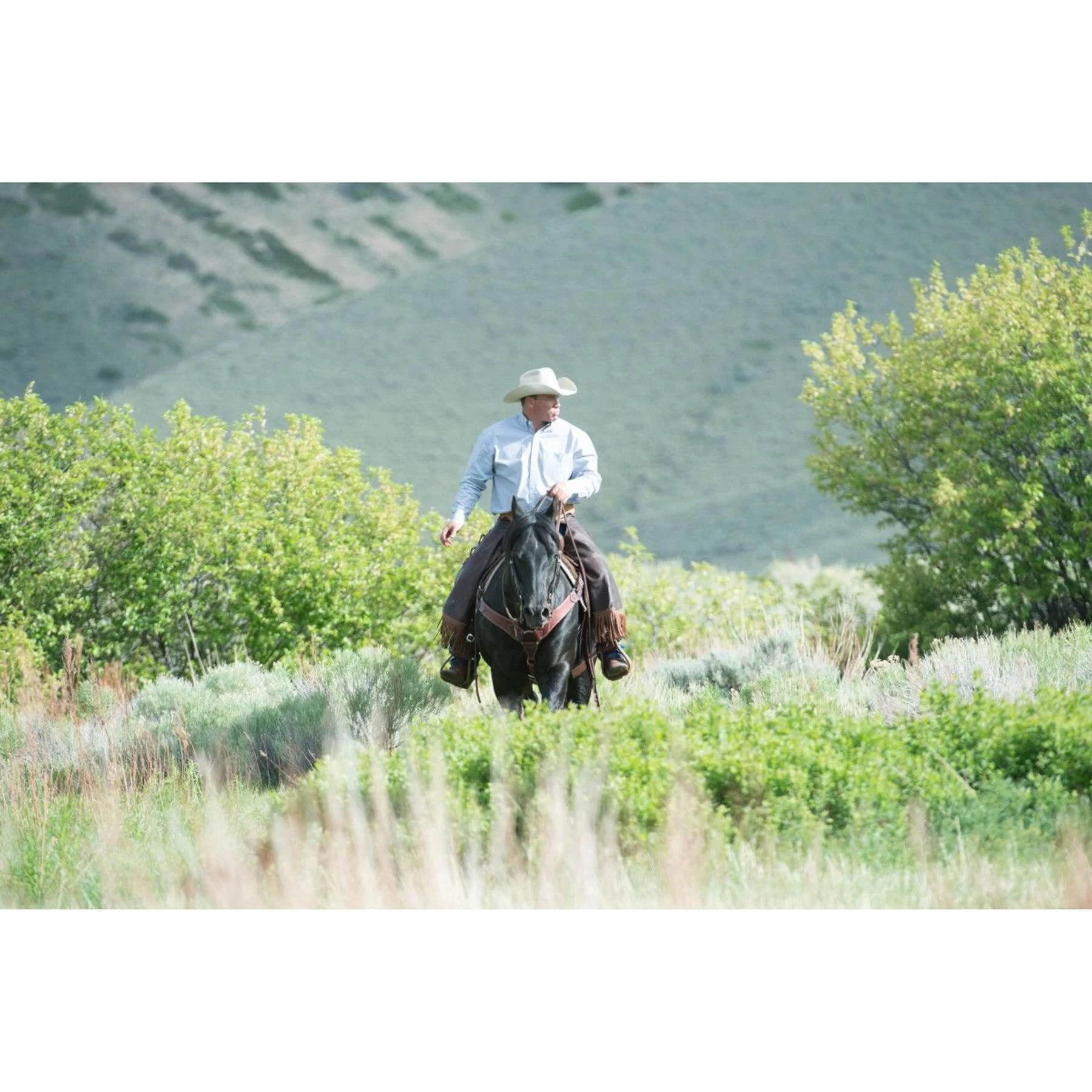 Weaver Leather Working Tack Roper Horse Breast Collar 4 Weaver Leather Working Tack Roper Horse Breast Collar - Image 4