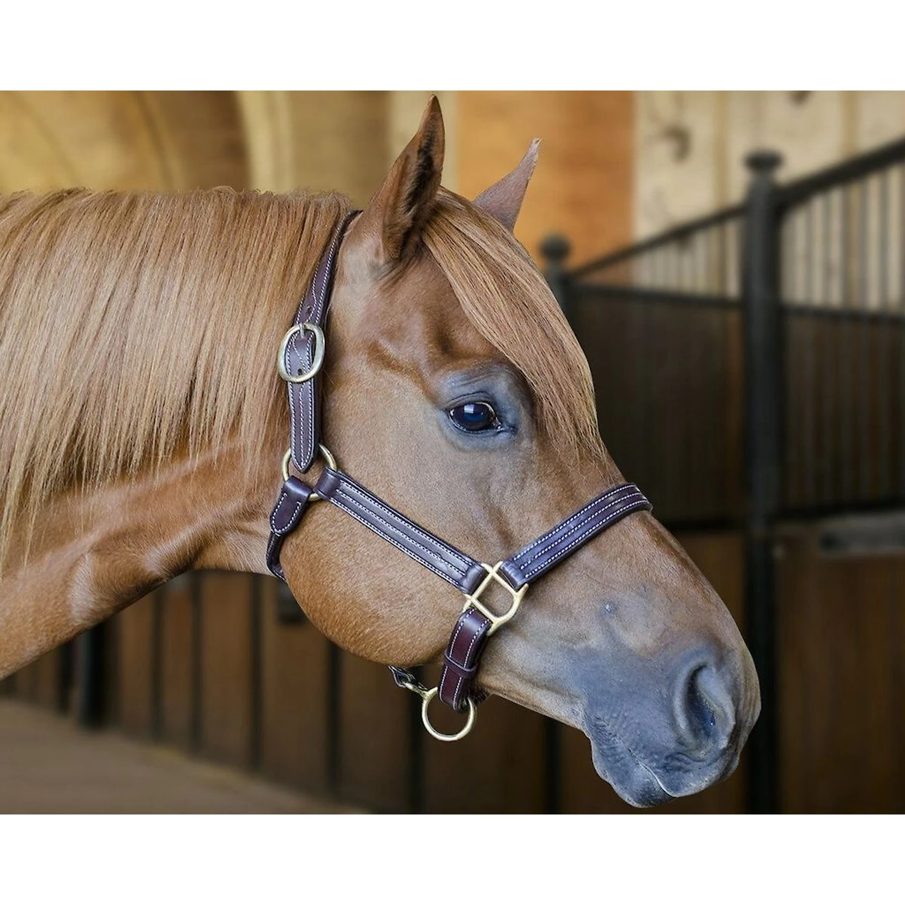 Derby Originals Coventry Triple Stitch Adjustable Leather Horse Halter, Dark Brown 2 Derby Originals Coventry Triple Stitch Adjustable Leather Horse Halter, Dark Brown - Image 2