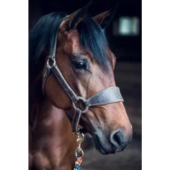 Weaver Leather Stacy Westfall Bronc Horse Halter 6 Weaver Leather Stacy Westfall Bronc Horse Halter -Horse Supplies Shop 247633 PT2. AC SS1800 V1681936481