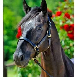 Stübben Horse Stable Halter