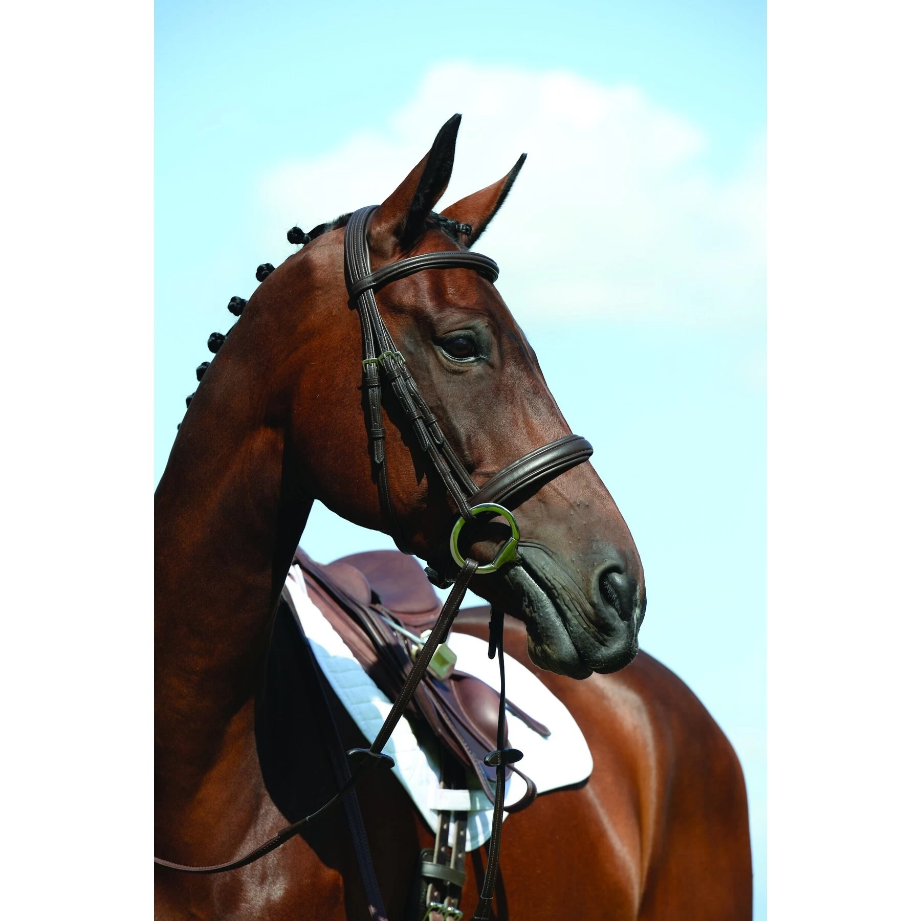 Collegiate Syntovia+ Padded Raised Cavesson Horse Bridle 1 Collegiate Syntovia+ Padded Raised Cavesson Horse Bridle