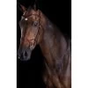Collegiate Comfitec Training Horse Bridle