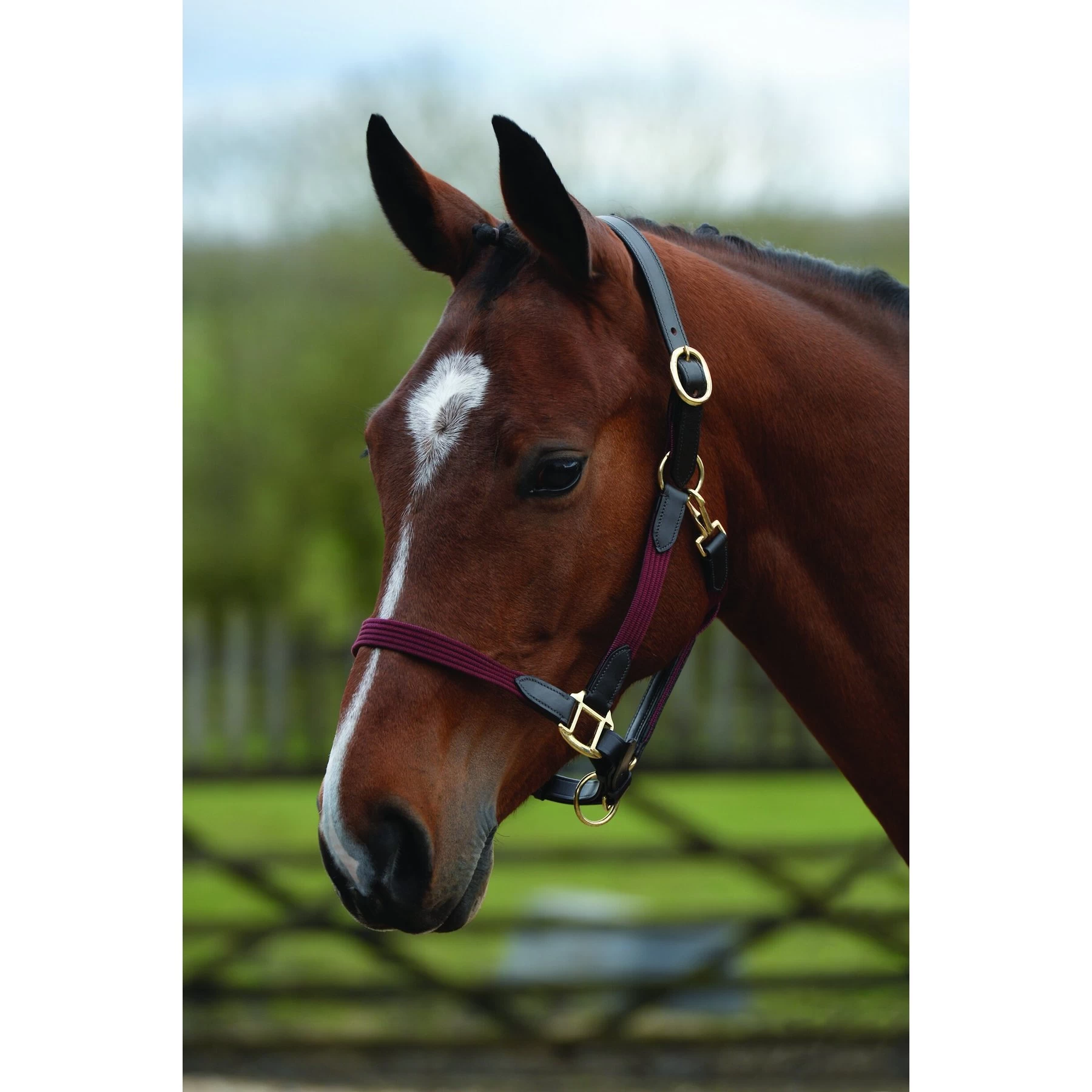 Kincade Leather Web Horse Headcollar 1 Kincade Leather Web Horse Headcollar