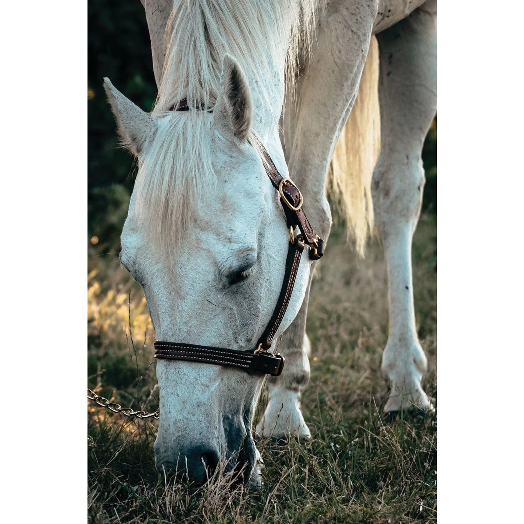 Weaver Leather Oiled Canyon Rose Track Horse Halter 2 Weaver Leather Oiled Canyon Rose Track Horse Halter - Image 2