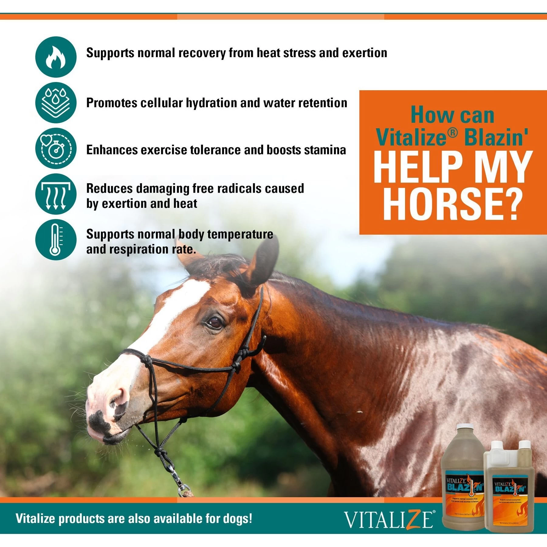 Vitalize Blazin' Liquid Horse Supplement 3 Vitalize Blazin' Liquid Horse Supplement - Image 3