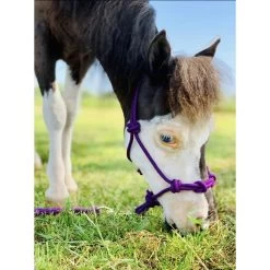 Star Point Horsemanship Mini-Pony-Livestock 4 Knot Rope Halter & 8-ft Lead Set -Horse Supplies Shop 683766 PT2. AC SS1800 V1666650593