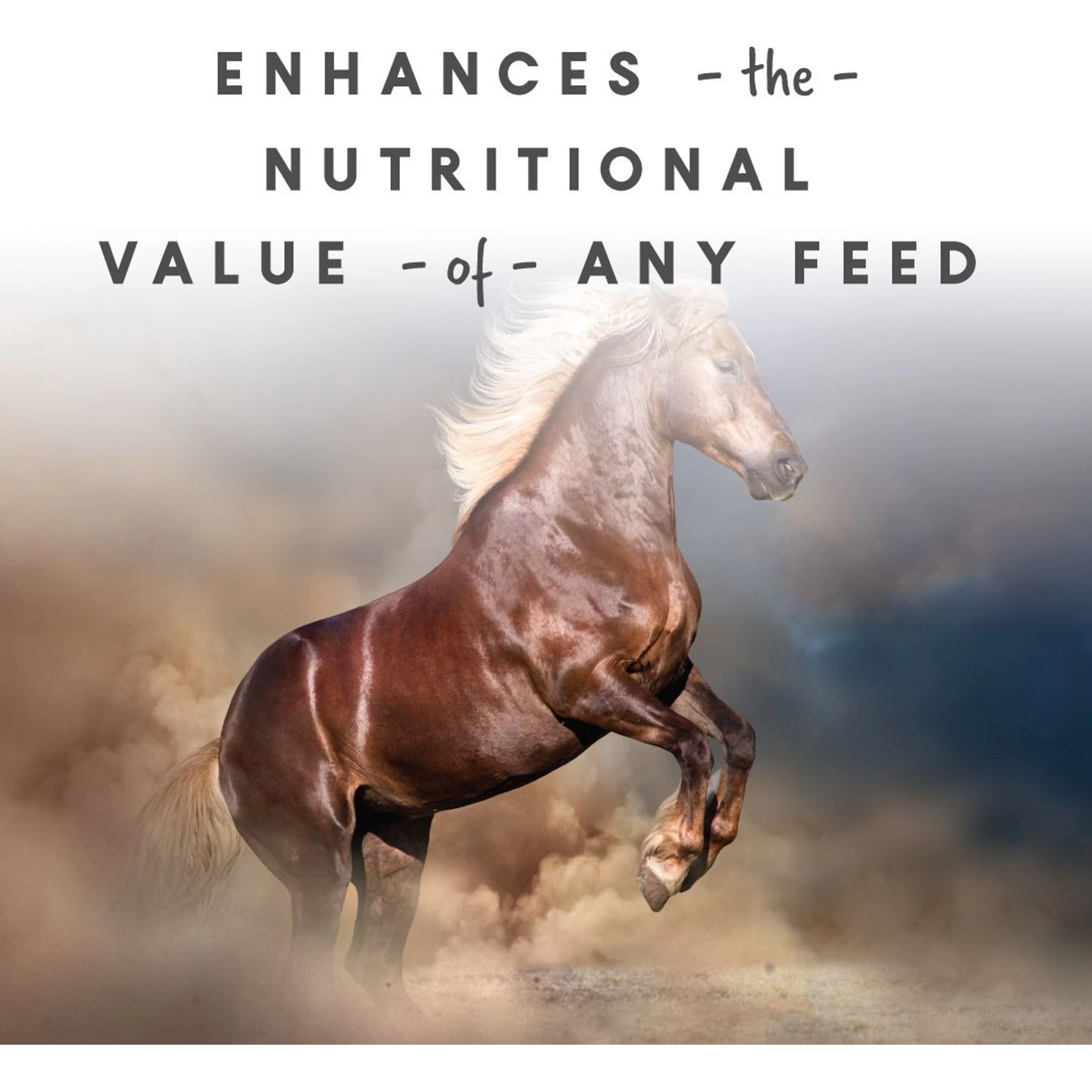 Manna Pro Sho-Glo Complete Vitamin & Mineral Supplement For Healthy Skin & Coat Horse Supplement, 5-lb Bag 2 Manna Pro Sho-Glo Complete Vitamin & Mineral Supplement For Healthy Skin & Coat Horse Supplement, 5-lb Bag - Image 2