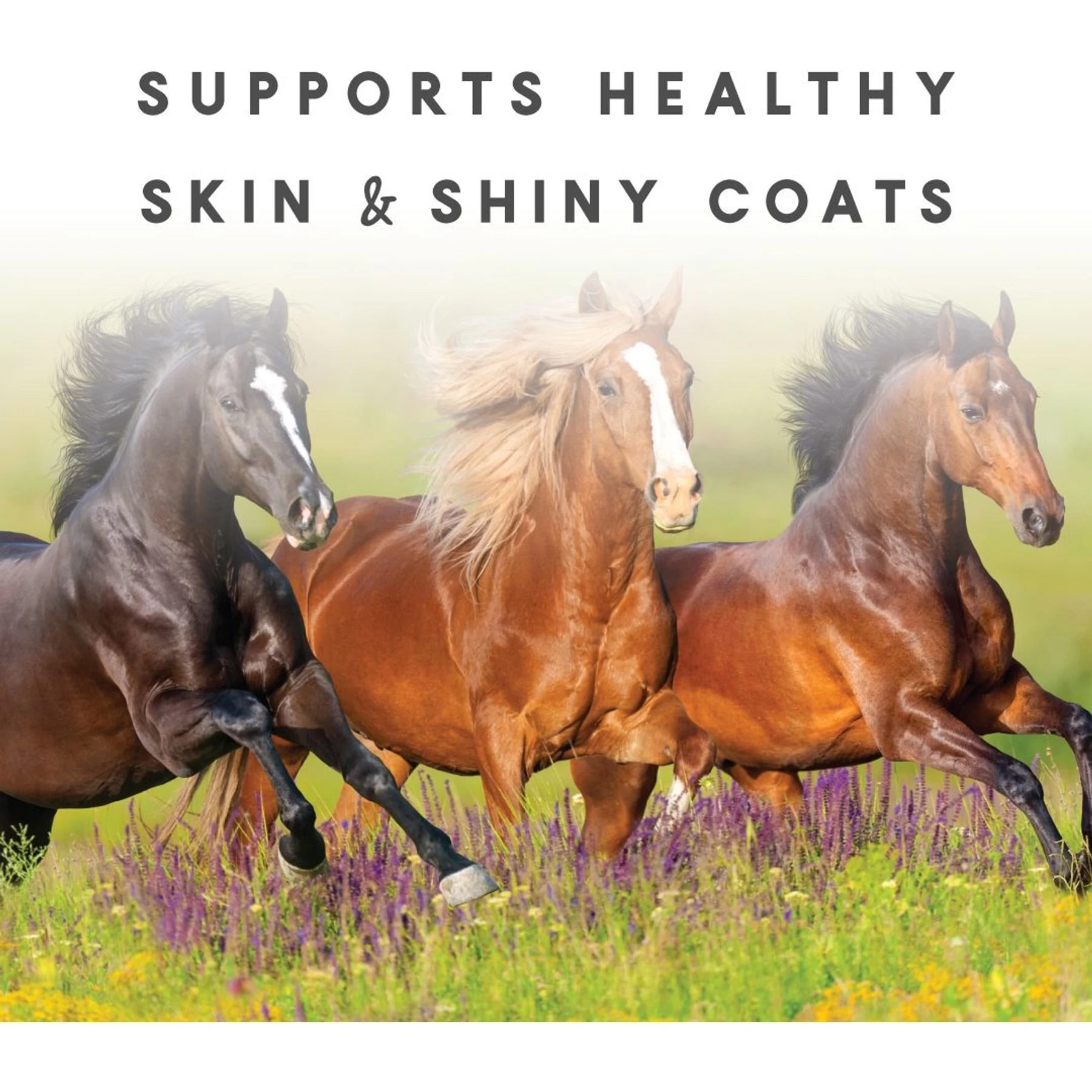 Manna Pro Sho-Glo Complete Vitamin & Mineral Supplement For Healthy Skin & Coat Horse Supplement, 5-lb Bag 3 Manna Pro Sho-Glo Complete Vitamin & Mineral Supplement For Healthy Skin & Coat Horse Supplement, 5-lb Bag - Image 3