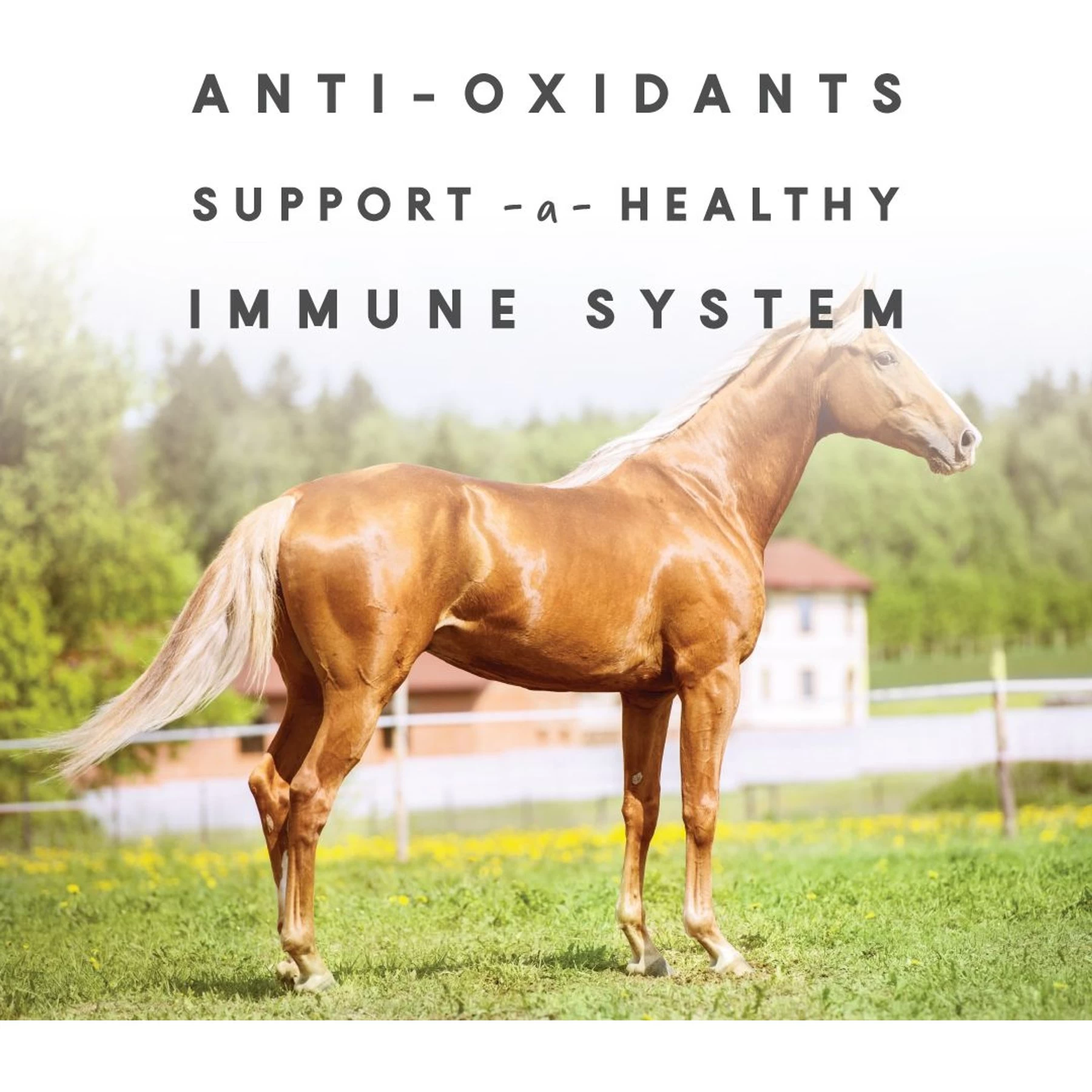 Manna Pro Sho-Glo Complete Vitamin & Mineral Supplement For Healthy Skin & Coat Horse Supplement, 5-lb Bag 4 Manna Pro Sho-Glo Complete Vitamin & Mineral Supplement For Healthy Skin & Coat Horse Supplement, 5-lb Bag - Image 4