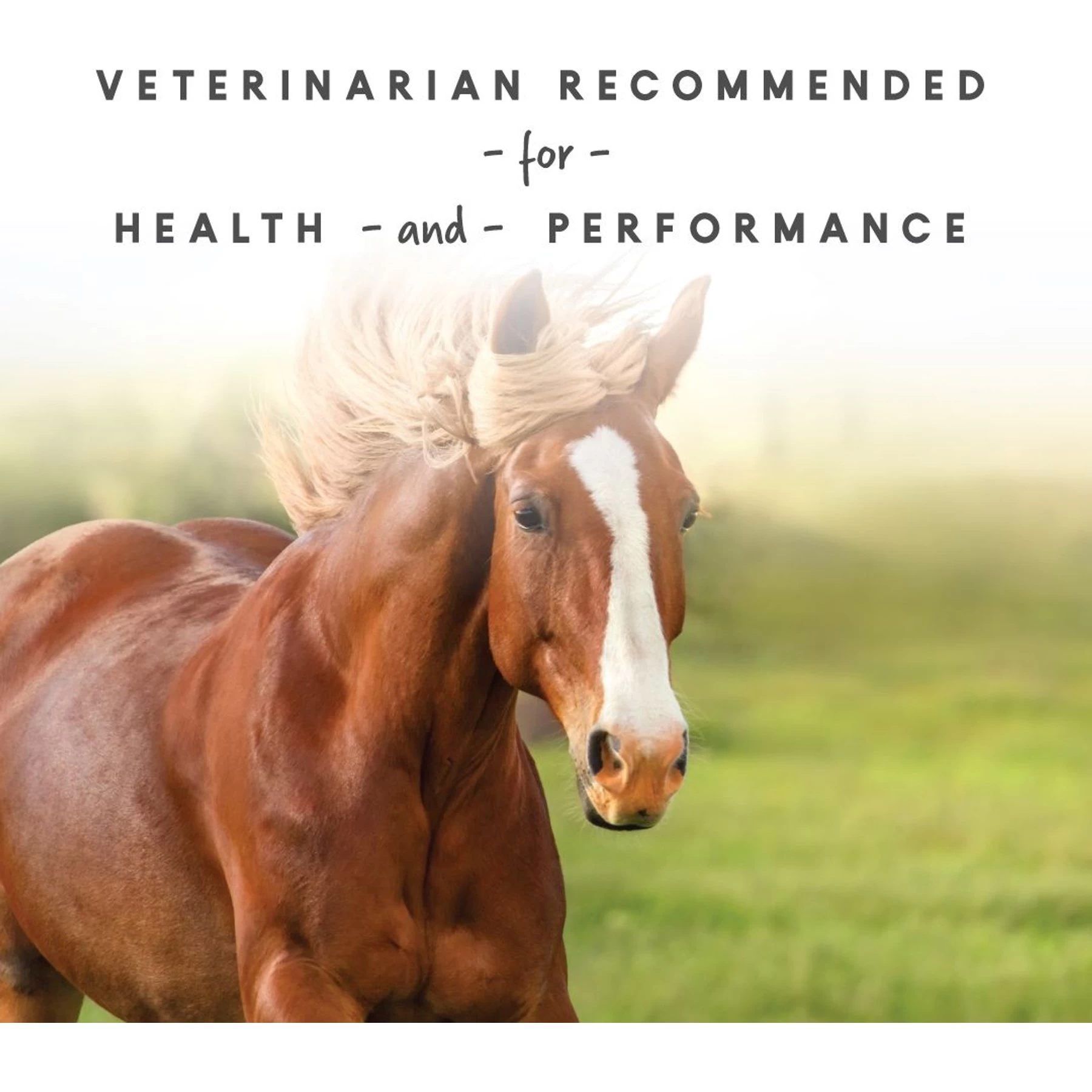 Manna Pro Sho-Glo Complete Vitamin & Mineral Supplement For Healthy Skin & Coat Horse Supplement, 5-lb Bag 5 Manna Pro Sho-Glo Complete Vitamin & Mineral Supplement For Healthy Skin & Coat Horse Supplement, 5-lb Bag - Image 5