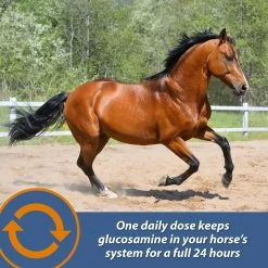 Farnam MaxFlex XR Extended Release Horse Joint Supplement, 0.9375-lb Jar 14 Farnam MaxFlex XR Extended Release Horse Joint Supplement, 0.9375-lb Jar -Horse Supplies Shop 840262 PT5. AC SS1800 V1684330588