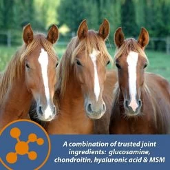 Farnam MaxFlex XR Extended Release Horse Joint Supplement, 0.9375-lb Jar 15 Farnam MaxFlex XR Extended Release Horse Joint Supplement, 0.9375-lb Jar -Horse Supplies Shop 840262 PT6. AC SS1800 V1684335710