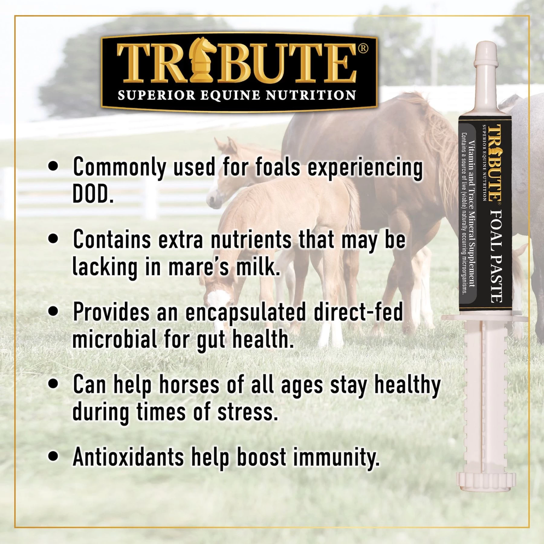 Tribute Equine Nutrition Advance Paste Digestive & Nutritional Horse Supplement 2 Tribute Equine Nutrition Advance Paste Digestive & Nutritional Horse Supplement - Image 2