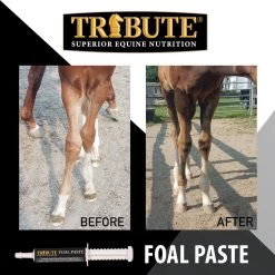 Tribute Equine Nutrition Advance Paste Digestive & Nutritional Horse Supplement 7 Tribute Equine Nutrition Advance Paste Digestive & Nutritional Horse Supplement -Horse Supplies Shop 863502 PT3. AC SS1800 V1684792544