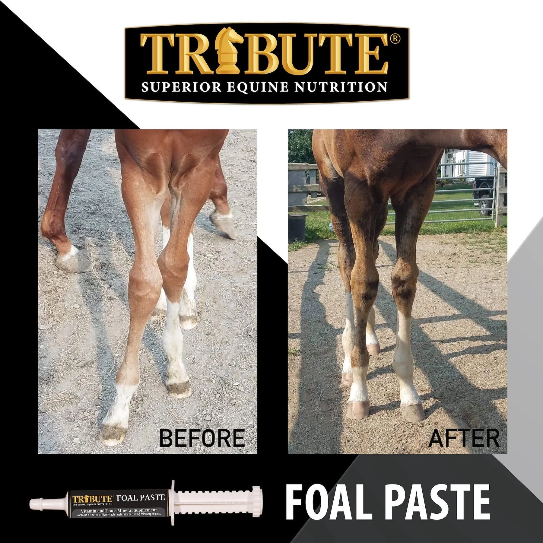 Tribute Equine Nutrition Advance Paste Digestive & Nutritional Horse Supplement 3 Tribute Equine Nutrition Advance Paste Digestive & Nutritional Horse Supplement - Image 3
