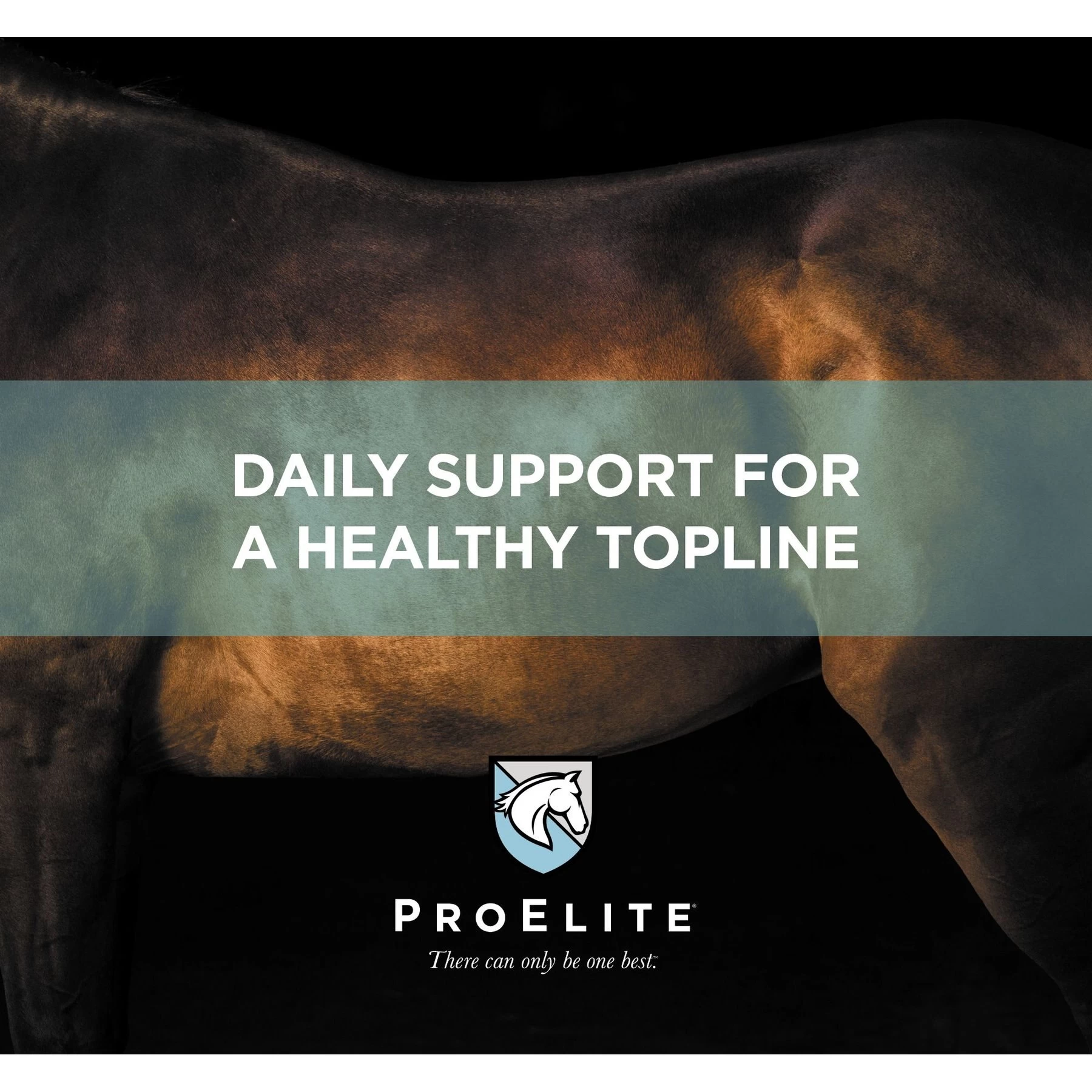ProElite Top-Line Advanced Support Topline Support Horse Supplement, 2.2-lb Tub 3 ProElite Top-Line Advanced Support Topline Support Horse Supplement, 2.2-lb Tub - Image 3