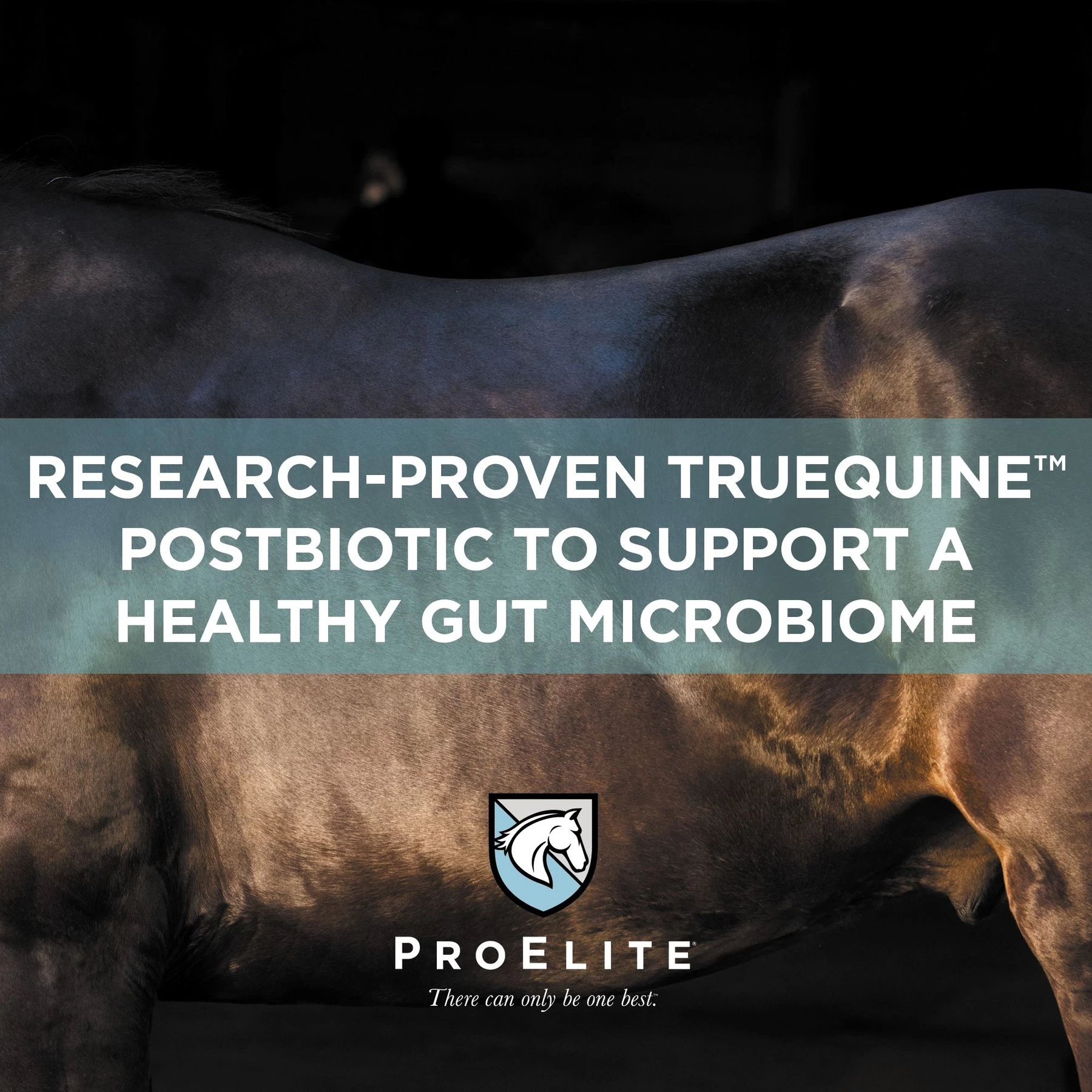 ProElite GutBiome Gut Microbiome & Immunity Support Horse Supplement, 3-lb Tub 3 ProElite GutBiome Gut Microbiome & Immunity Support Horse Supplement, 3-lb Tub - Image 3