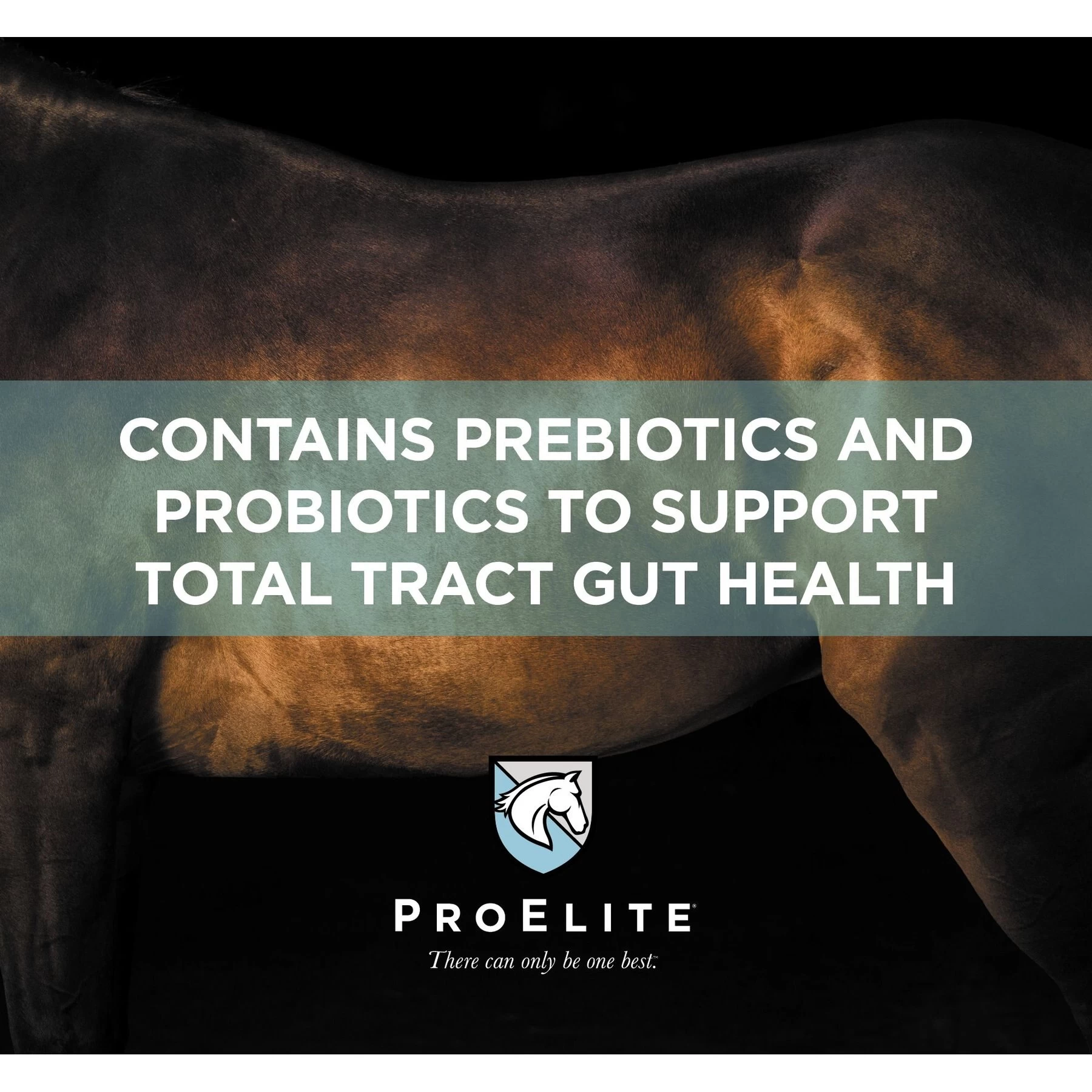 ProElite GutBiome Gut Microbiome & Immunity Support Horse Supplement, 3-lb Tub 4 ProElite GutBiome Gut Microbiome & Immunity Support Horse Supplement, 3-lb Tub - Image 4