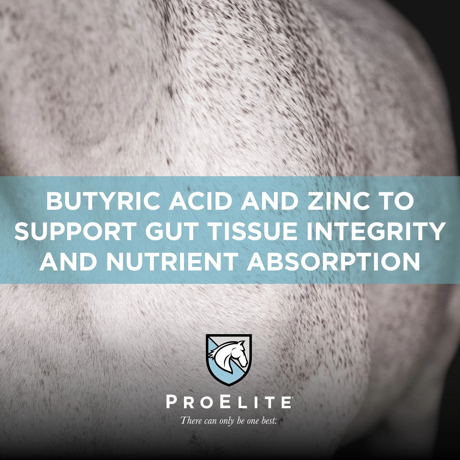 ProElite GutBiome Gut Microbiome & Immunity Support Horse Supplement, 3-lb Tub 5 ProElite GutBiome Gut Microbiome & Immunity Support Horse Supplement, 3-lb Tub - Image 5