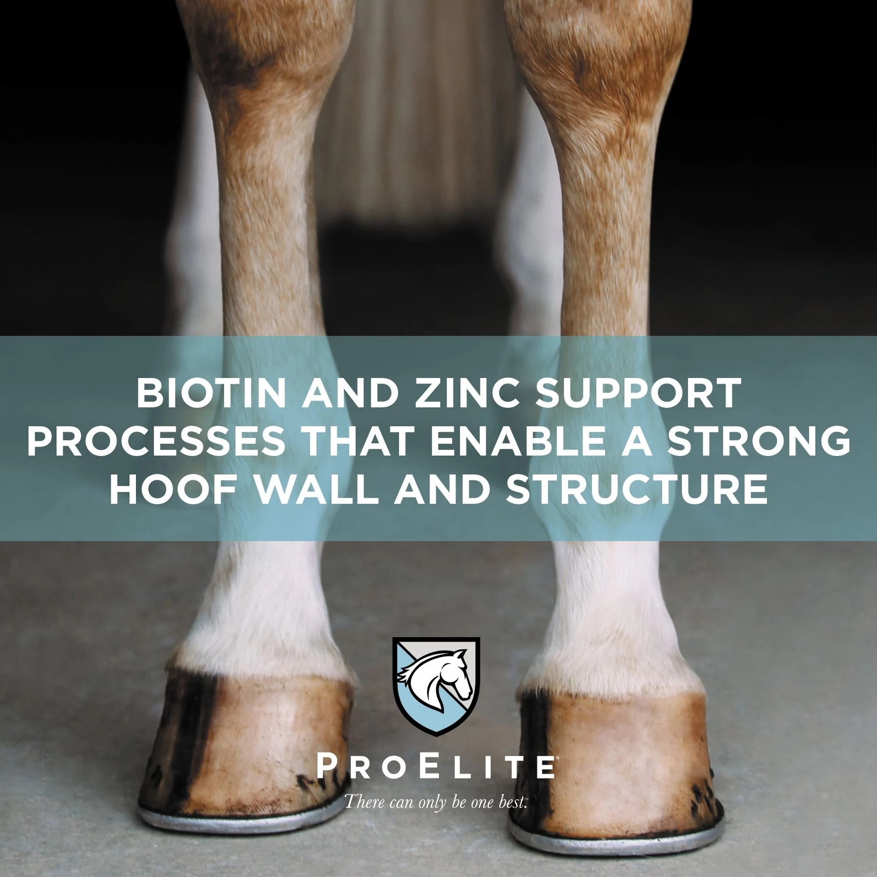 ProElite Hoof Healthy Hoof, Skin, & Coat Support Horse Supplement, 3-lb Tub 4 ProElite Hoof Healthy Hoof, Skin, & Coat Support Horse Supplement, 3-lb Tub - Image 4