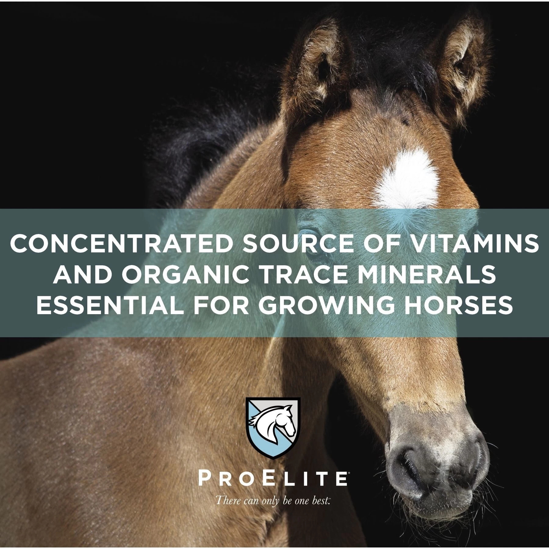 ProElite Rejuvenaide Max Pellet Healthy Joint & Leg Development In Foals Horse Supplement, 3-lb Tub 4 ProElite Rejuvenaide Max Pellet Healthy Joint & Leg Development In Foals Horse Supplement, 3-lb Tub - Image 4