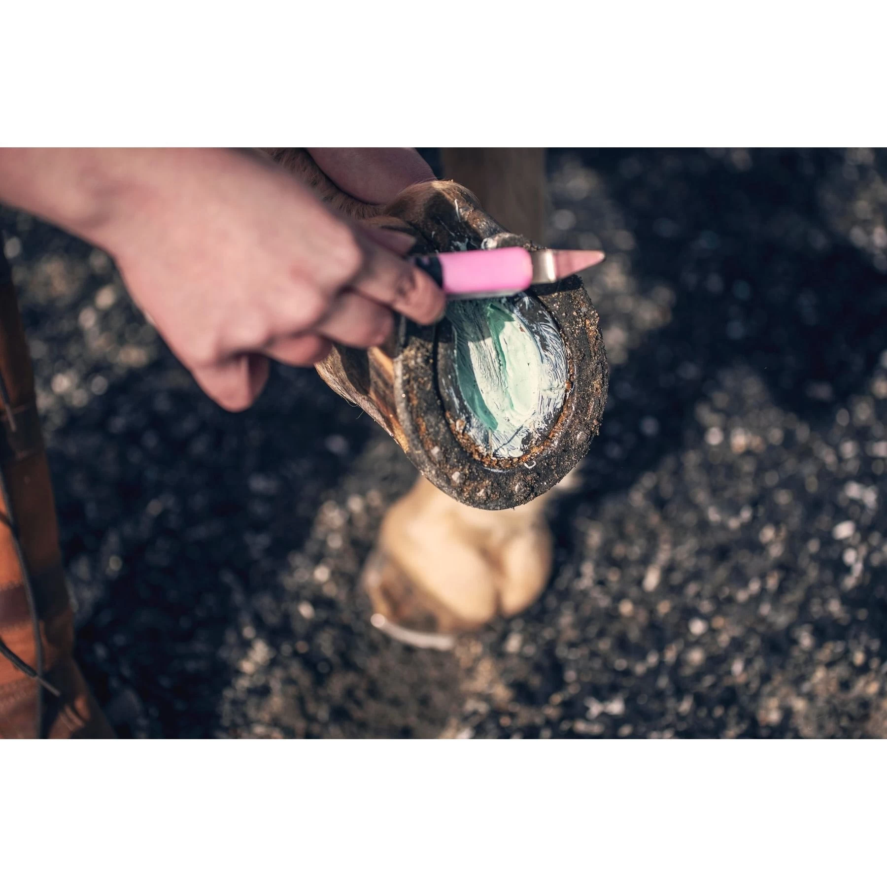 Equiderma Horse Thrush & Whiteline Treatment, 16-oz Jar 2 Equiderma Horse Thrush & Whiteline Treatment, 16-oz Jar - Image 2