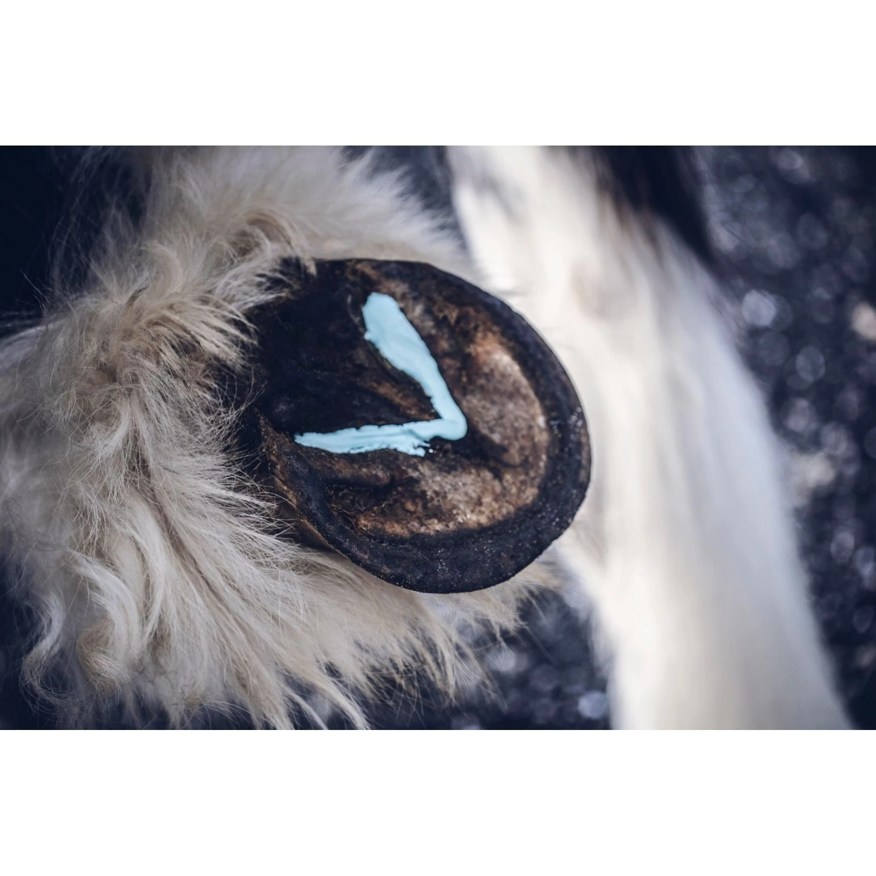 Equiderma Horse Thrush & Whiteline Treatment, 16-oz Jar 3 Equiderma Horse Thrush & Whiteline Treatment, 16-oz Jar - Image 3