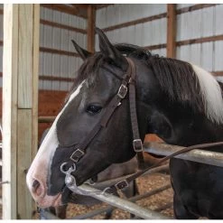 Majestic Ally Nylon Padded Browband Headstall With Reins Horse Tack 6 Majestic Ally Nylon Padded Browband Headstall With Reins Horse Tack -Horse Supplies Shop 900966 PT2. AC SS1800 V1698423135