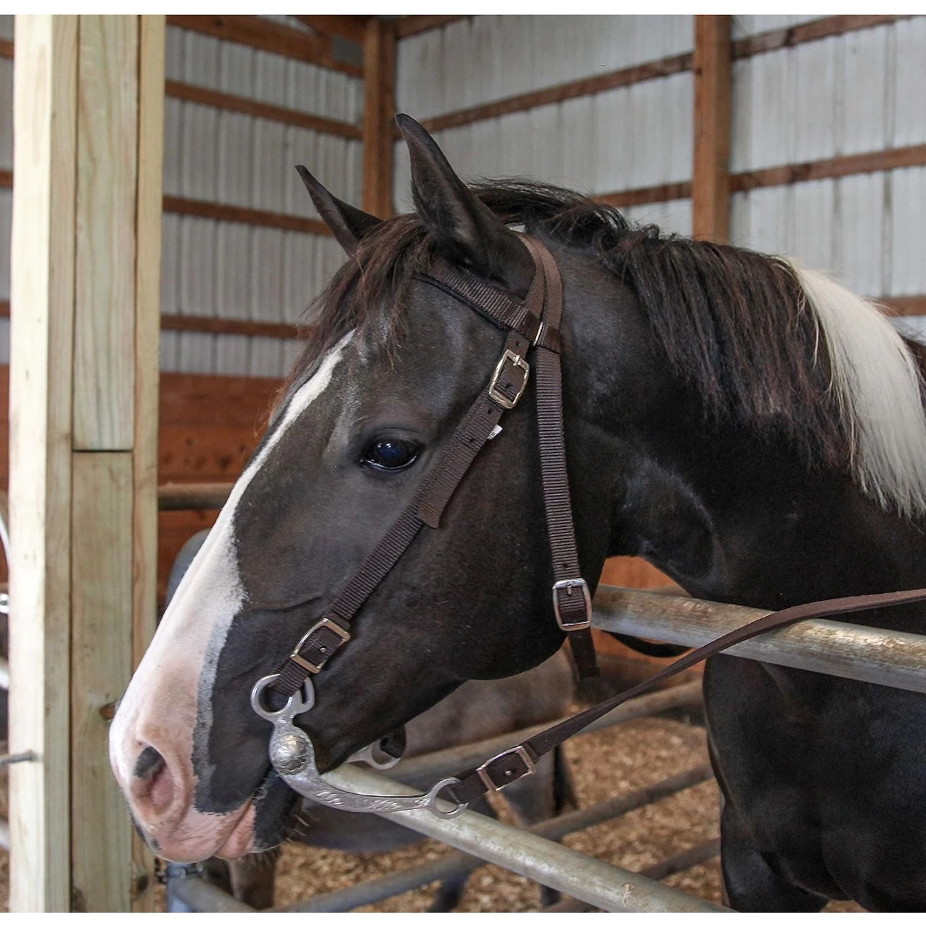Majestic Ally Nylon Padded Browband Headstall With Reins Horse Tack 3 Majestic Ally Nylon Padded Browband Headstall With Reins Horse Tack - Image 3