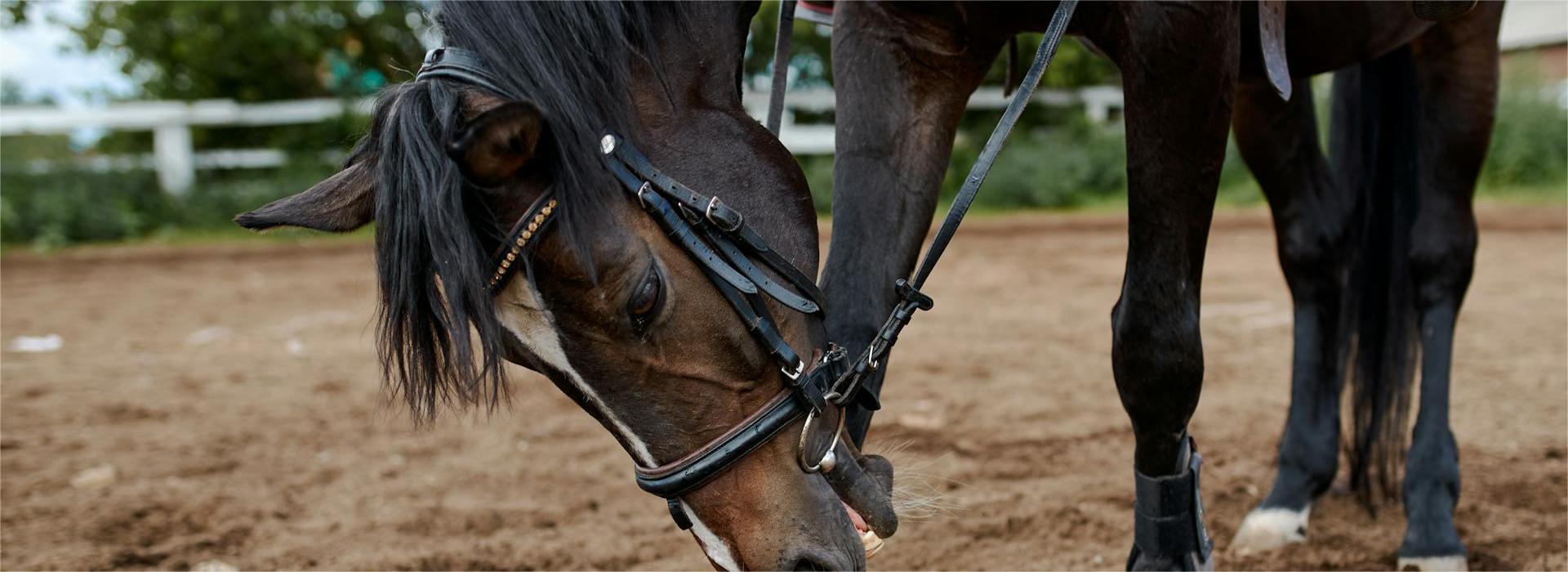 Horse Supplies Shop 4 Horse Supplies Shop -Horse Supplies Shop pexels sergey makashin 5368687